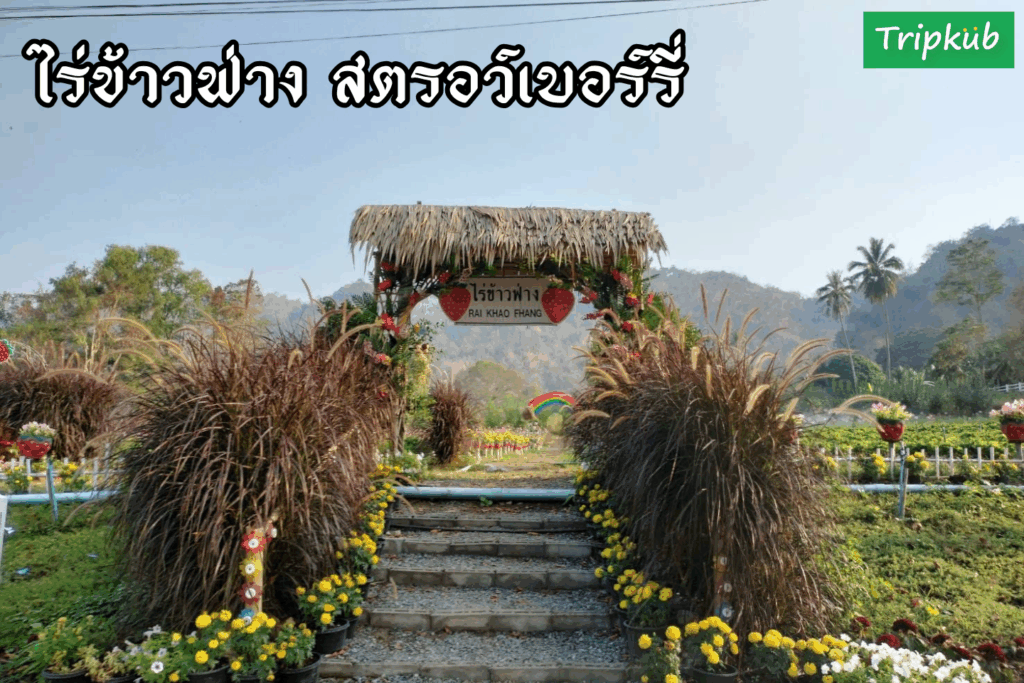 ไร่ข้าวฟ่าง สตรอว์เบอร์รี่